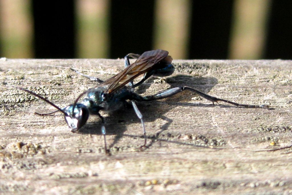 Chlorion (Sphecidae)? no, Chalybion bengalense